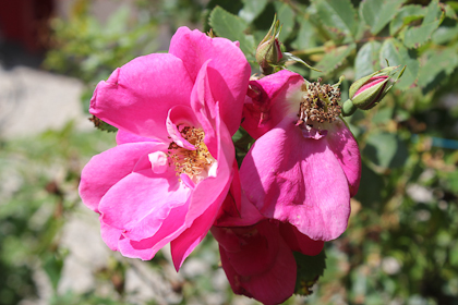 Rosen